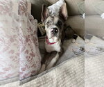 Small #1 Catahoula Leopard Dog Mix