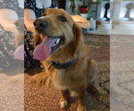 Small #2 Golden Retriever