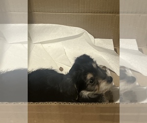 Poodle (Toy)-Yorkshire Terrier Mix Puppy for sale in DETROIT, MI, USA