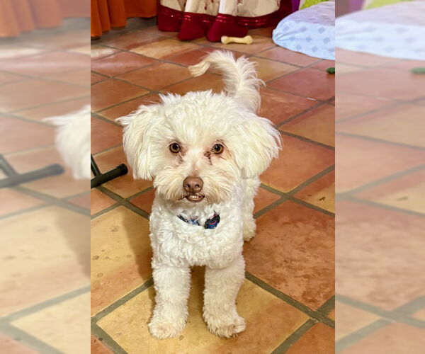 Medium Photo #4  Puppy For Sale in , 