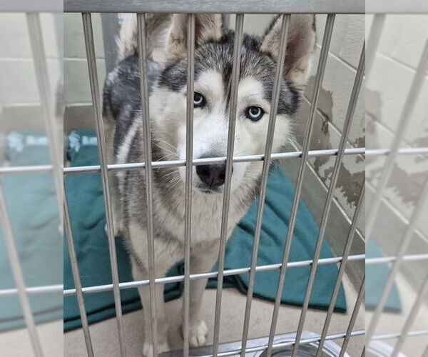 Medium Photo #1 Siberian Husky Puppy For Sale in Decatur, IL, USA