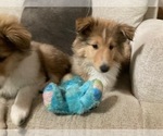 Small Photo #3 Collie Puppy For Sale in SOMERSET, CO, USA