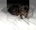 Small Photo #1 Yorkshire Terrier Puppy For Sale in ROSENBERG, TX, USA