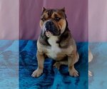 Small #6 Bulldog