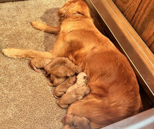 Medium Photo #1 Golden Retriever Puppy For Sale in BLACK RIVER FALLS, WI, USA