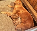Small Photo #1 Golden Retriever Puppy For Sale in BLACK RIVER FALLS, WI, USA