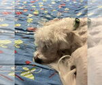 Small #2 Maltese Mix