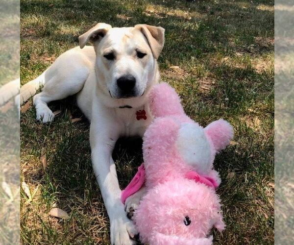 Medium Photo #3 Labrador Retriever-Unknown Mix Puppy For Sale in Minneapolis, MN, USA