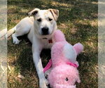 Small #2 Labrador Retriever Mix