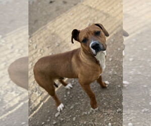 AJ - Male American Pit Bull Terrier-Labrador Retriever Mix Dog for Adoption - Photo #2