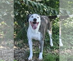 Small #1 American Staffordshire Terrier Mix