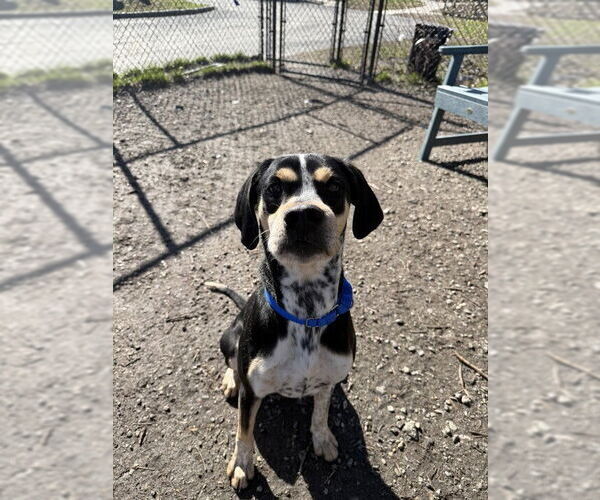 Medium Photo #3 Mutt Puppy For Sale in Elmsford, NY, USA