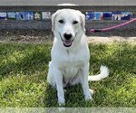 Small Photo #12 Great Pyrenees Puppy For Sale in Houston, TX, USA