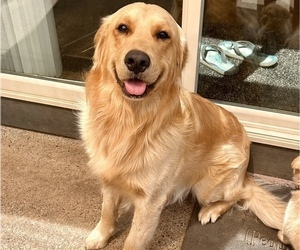 Father of the Alaskan Husky-Golden Retriever Mix puppies born on 07/31/2025