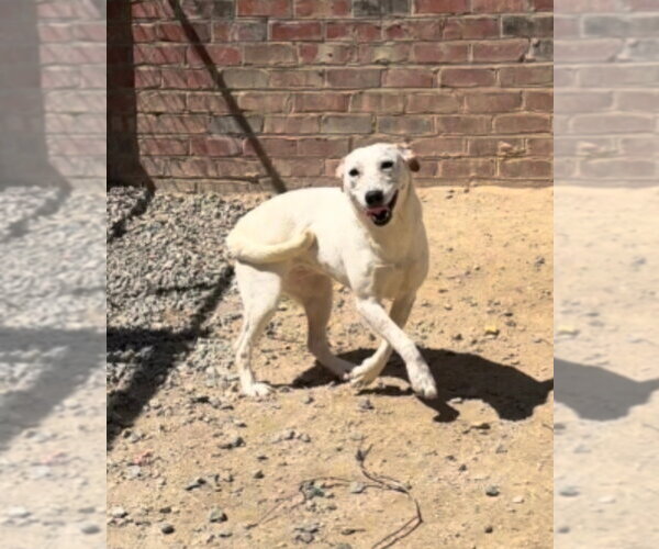 Medium Photo #3 Mutt Puppy For Sale in Thomasville, NC, USA