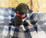 Small #1 Mutt