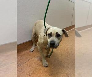 American Pit Bull Terrier-Unknown Mix Dogs for adoption in Sacramento, CA, USA