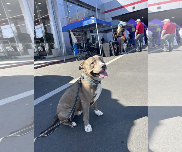 Medium Photo #5 Bullypit Puppy For Sale in Chandler, AZ, USA