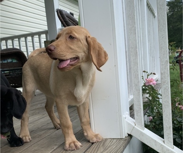 Medium Photo #4 Labrador Retriever Puppy For Sale in SPOTSYLVANIA, VA, USA