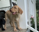 Small Photo #4 Labrador Retriever Puppy For Sale in SPOTSYLVANIA, VA, USA