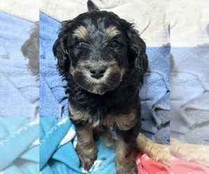 Australian Labradoodle Puppy for sale in DEADWOOD, SD, USA