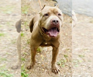 American Pit Bull Terrier-Unknown Mix Dogs for adoption in Clarkesville, GA, USA