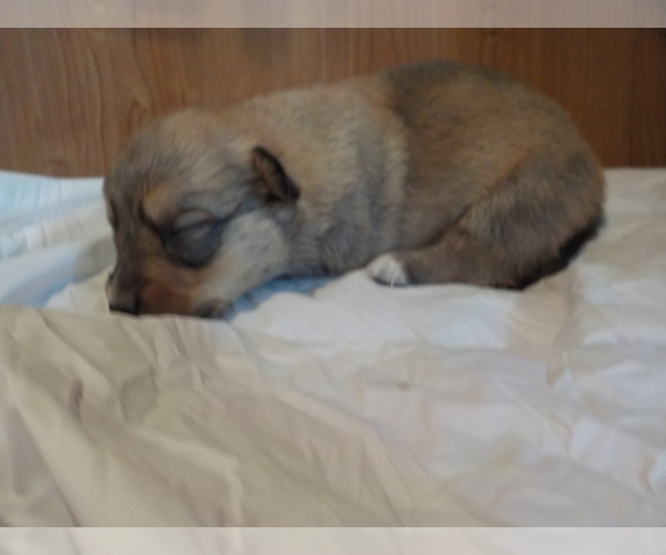 Medium Photo #7 Australian Shepherd-Pembroke Welsh Corgi Mix Puppy For Sale in GALLEGOS, NM, USA