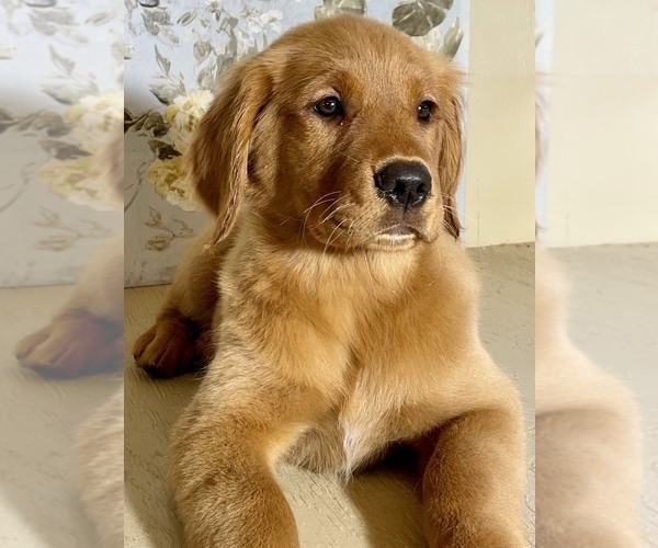 Full screen Photo #2 Golden Retriever Puppy For Sale in AMITY, AR, USA