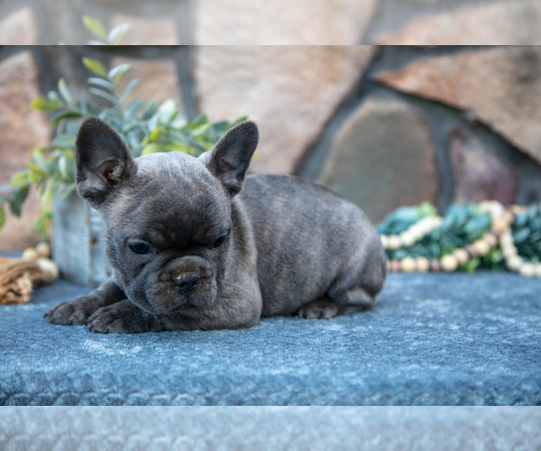 Medium Photo #3 French Bulldog Puppy For Sale in MILLERSBURG, OH, USA