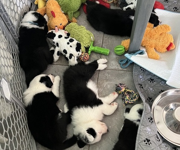 Medium Photo #10 Border-Aussie Puppy For Sale in GLENDORA, CA, USA