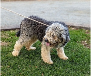 Bernedoodle Puppy for sale in CHRISTIANA, PA, USA