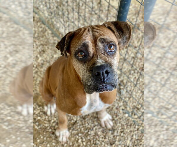 Medium Photo #2 Boxer Puppy For Sale in Austin, TX, USA