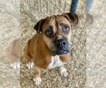 Small #1 Boxer