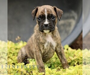 Boxer Puppy for sale in GORDONVILLE, PA, USA