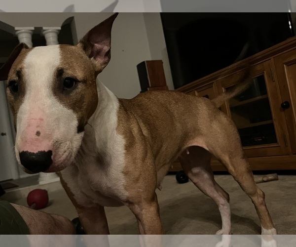 Medium Photo #1 Bull Terrier Puppy For Sale in LAND O LAKES, FL, USA