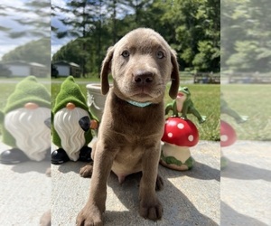 Labrador Retriever Puppy for sale in NEOLA, WV, USA