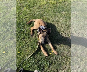 Belgian Malinois Puppy for sale in REEDLEY, CA, USA