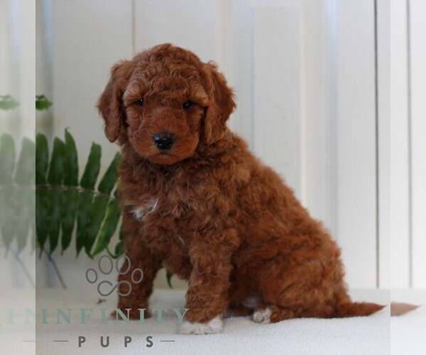 Medium Photo #4 Goldendoodle (Miniature) Puppy For Sale in LANCASTER, PA, USA