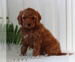 Small #3 Goldendoodle (Miniature)
