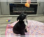 Puppy Jasmine Miniature Australian Shepherd