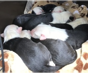 Old English Sheepdog Puppy for sale in WAKE FOREST, NC, USA