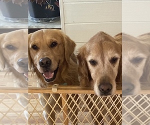 Father of the Golden Retriever puppies born on 12/24/2024