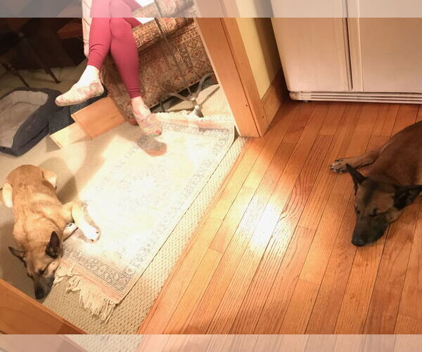 Medium Photo #10 Mutt Puppy For Sale in Stevens Point, WI, USA