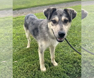 Ripley - Male Siberian Husky-Unknown Mix Dog for Adoption - Photo #4