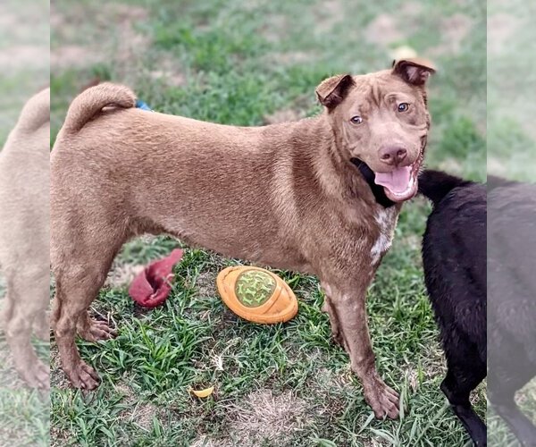 Medium Photo #7 Chinese Shar-Pei-Labrador Retriever Mix Puppy For Sale in Dana Point, CA, USA