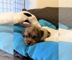 Puppy Thumper Yorkshire Terrier