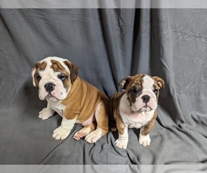 French Bulldog Puppy for sale in HOUSTON, TX, USA