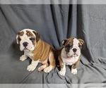 Small French Bulldog