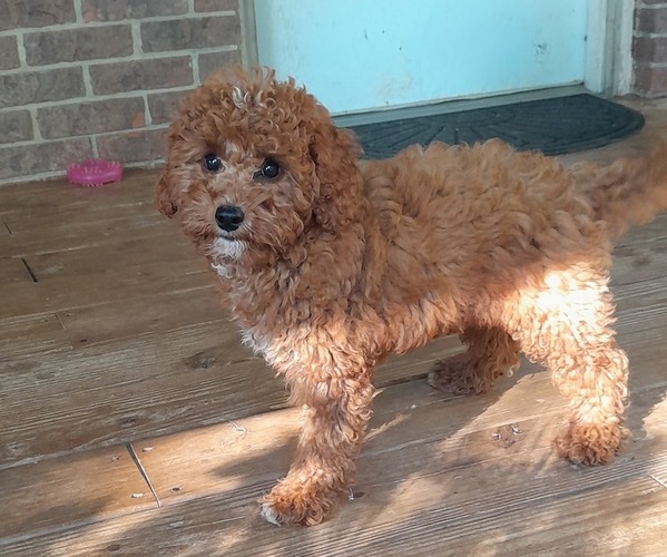 Medium Photo #3 Cavapoo Puppy For Sale in CLARKRANGE, TN, USA