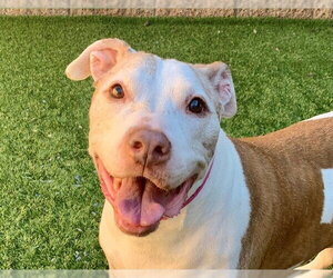 Boxador Dogs for adoption in Moreno Valley, CA, USA